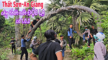 Cây thốt nốt kì lạ nhất vùng Thất Sơn