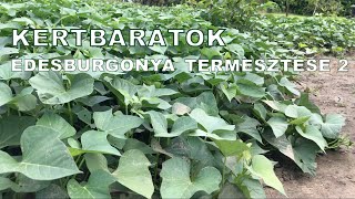 Kertbarátok - Édesburgonya termesztése 2.  Gondozás