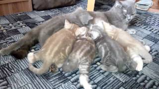 Любимый кот Любимый кот