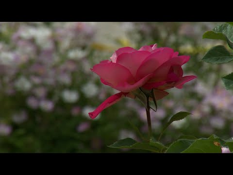 Video: Información sobre las rosas Polyantha y Floribunda