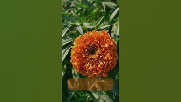 سورة النبأ (31-36)