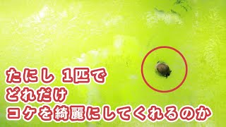 コケに覆われた水槽を『たにし1匹で』がどれだけ綺麗にしてくれるのか！！