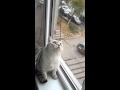 Кот сломался (Оригинал) / Focused cat is focused