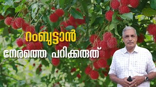 റംബുട്ടാൻ പഴം പാകമാകുന്നതെപ്പോൾ | Rumbutan Non Climateric fruit ൻ്റെ പ്രത്യേകതകകൾ #റംബുട്ടാൻ