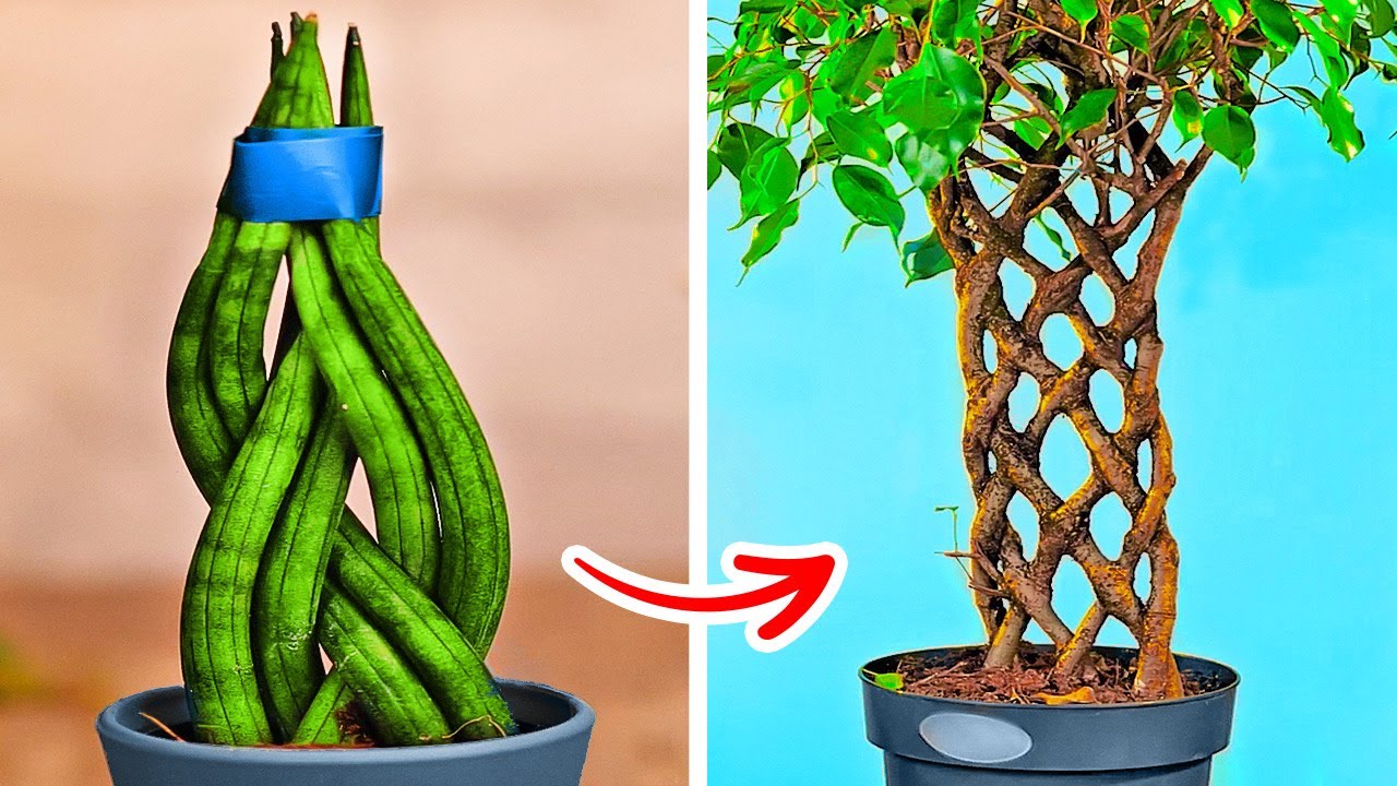 Smart Hacks To Grow Your Own Plants