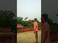 badshah 🕊️❤️💪🏻#pigeonlover #vilogpigeon #pigeontraining #pigeontraining #vairalshort #1millionviews