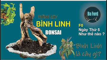 Bình Linh Bonsai là cây gì ? | Kết quả thành công và những chuyện bên lề | Ba Ford Bonsai