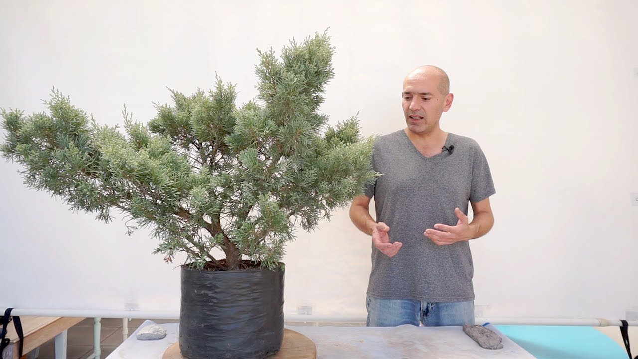 Del Vivero a Bonsai - Encontrar Inspiración en Arboles Difíciles - Que Hago? - Nº 8