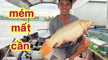 Lâu Ngày Quay Lại Khu Bè Còn Nhiều Cá To Làm Bất Ngờ Thật Mém Mất Cần Câu @Xuanthuong91