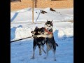 как собаки любят снег