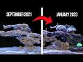 Becka&#39;s back! - Beginner Reef Tank January 2023 Update