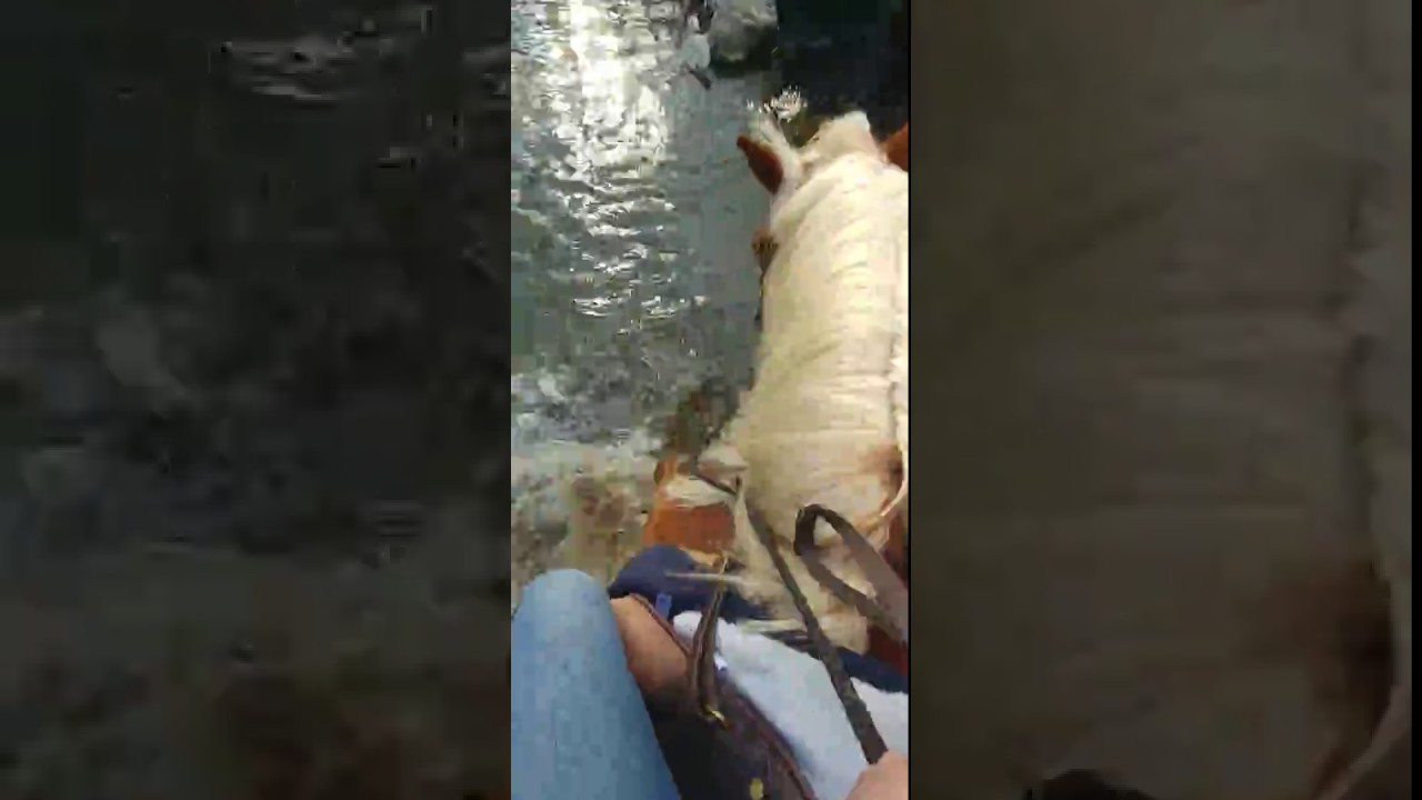 lizard skin grips Horse playing in water