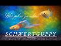 Schwertguppy Show 2026 #Guppy #GuppyShow #Schwertflosser