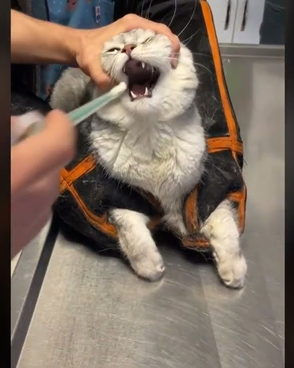 How to Give Medicine to a Cat #cats #funnycats #shorts