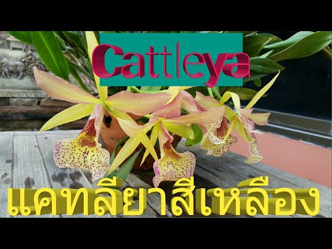 วีดีโอ: ข้อมูลเกี่ยวกับ Cattleya Orchid - วิธีการปลูกกล้วยไม้ Cattleya