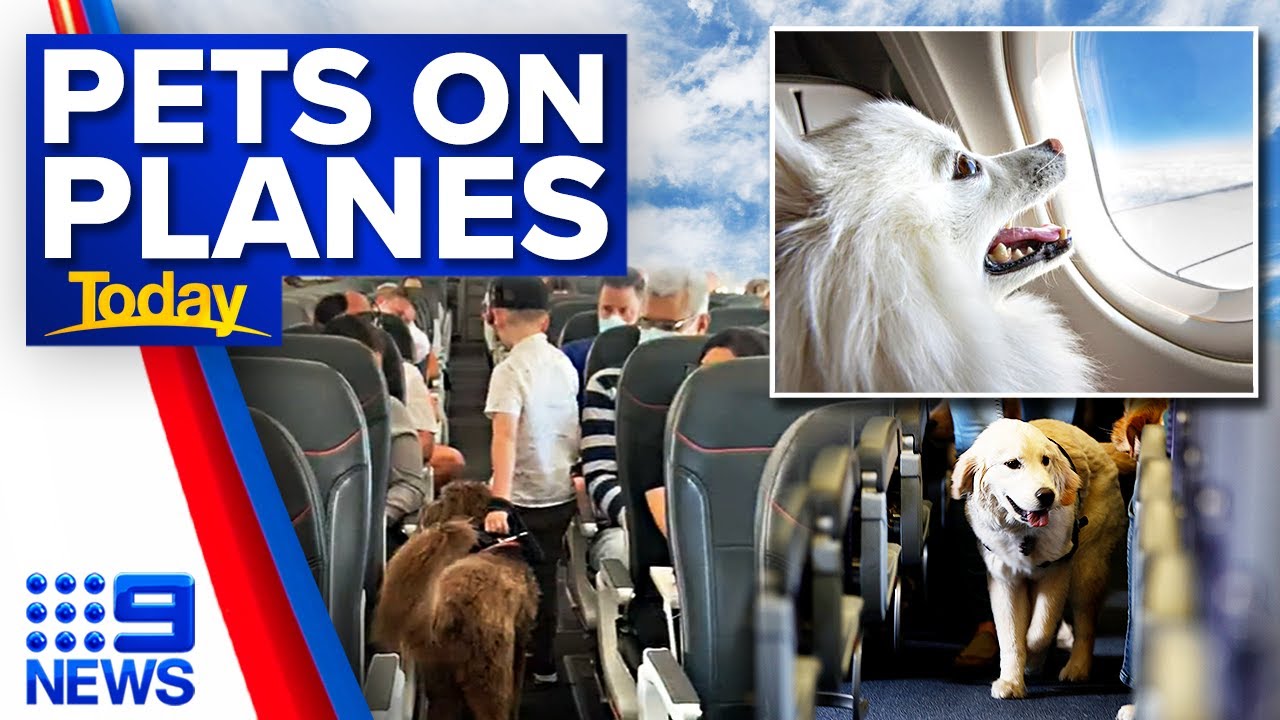 Airlines and pilots can now allow animals to board | 9 News Australia