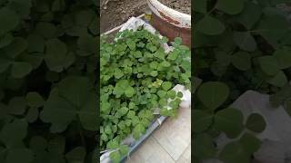 How to grow fenugreek from seeds #fenugreek #seeds #herbs #meethi #livecricketmatchtoday #gardening
