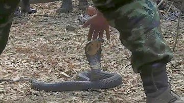 U.S. Soldiers Participate in Jungle Survival Training - Thailand Snake Handlers