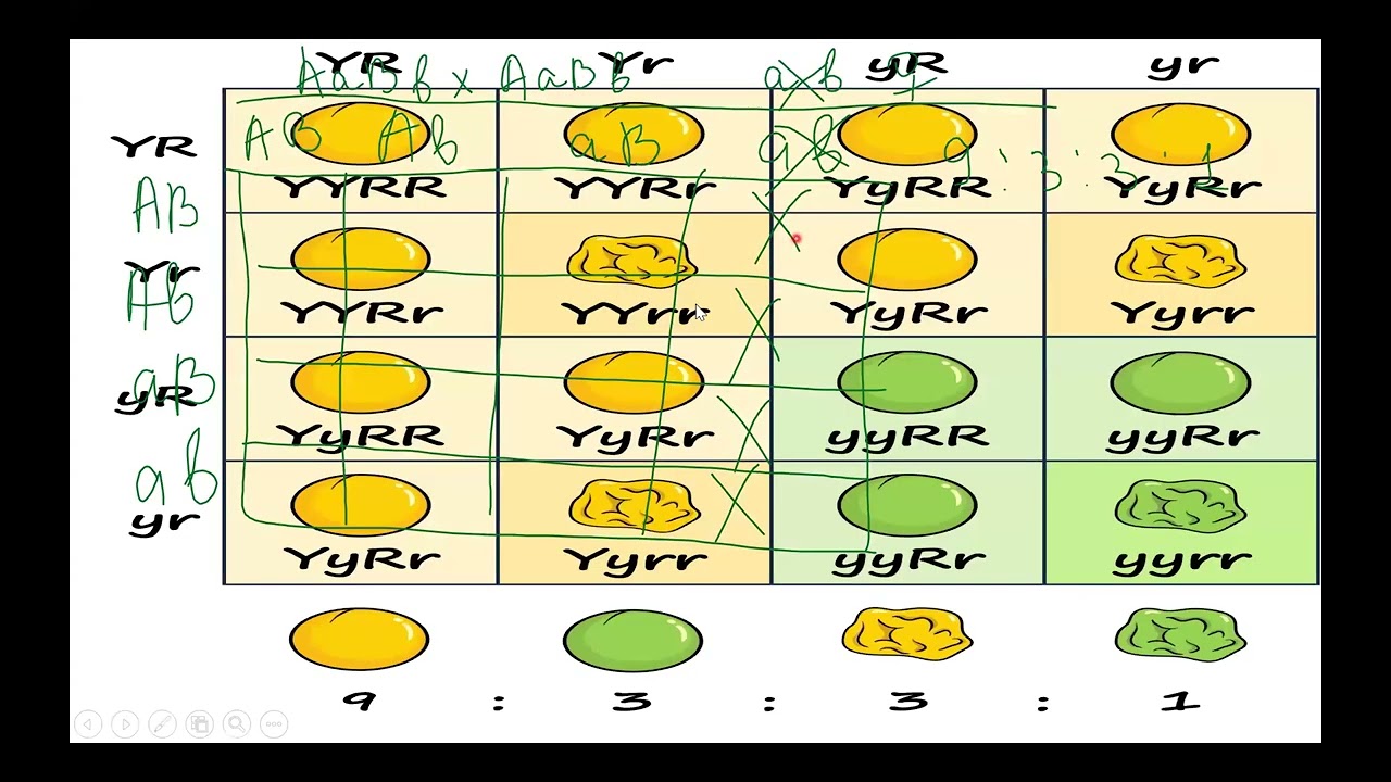 Genetika məsələsinə fərqli baxış. Qamet məhv olarsa ?