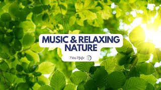 Meditationsmusik & Waldgeräusche - Entspannung, Ruhe, besser einschlafen