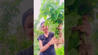 Data Shak Harvesting From Garden