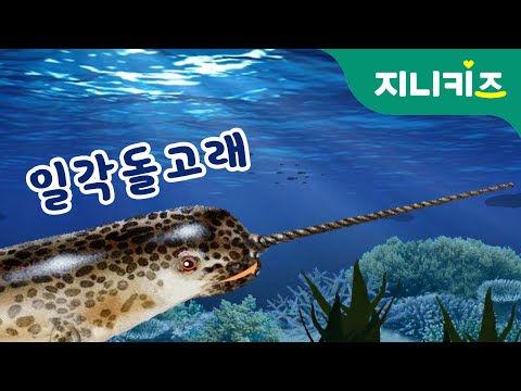 바다의 유니콘! 일각돌고래 (narwhal) | 어린이 자연관찰 | 지니키즈 인기 과학동화 Kids Science