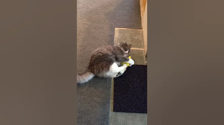 Bailey and catnip toy