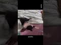 Cuando no puedo dormir soy este gato