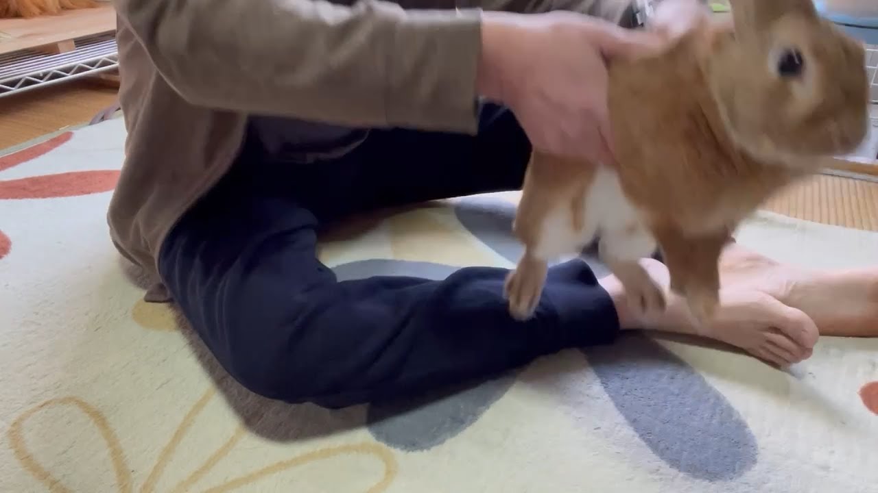 抱っこすると飼い主の足を噛んで逃げ出すウサギ (No.183) YouTube