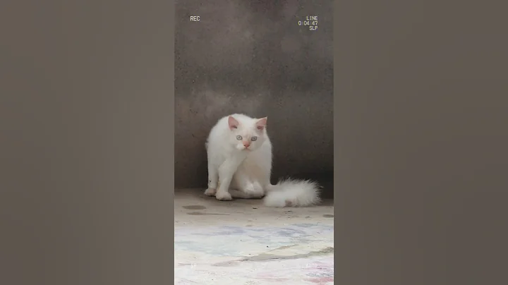 Watch the video about Cute Cat Videos 🙂💕Bengali cat video #trending #cat #shorts #youtube #viral #reels #funny #blue #post