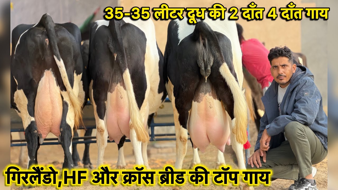 गिरलैंडो,HF,क्रॉस ब्रीड की टॉप गाय,35-35 लीटर दूध👌75000 से दाम,8 गाय बिकाऊ👍High Milking Cows forsale