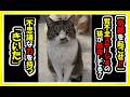 奇跡を起こせ‼️「きいた」😺　腎臓病ステージ４が改善。不思議な力を持つ猫が私たちの願いを聞いてくれた。数々の困難を乗り越えてきた猫生、まだまだ幸せな時間を過ごしてほしい‼️💕　#猫　#奇跡　#cat