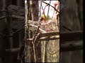 Dragonfly In The Woods