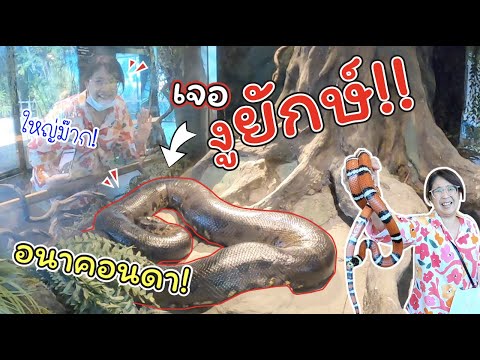 เจองูยักษ์!! อนาคอนดา แบบใกล้ชิด! ที่ Siam Serpentarium | แม่ปูเป้ เฌอแตม Tam Story