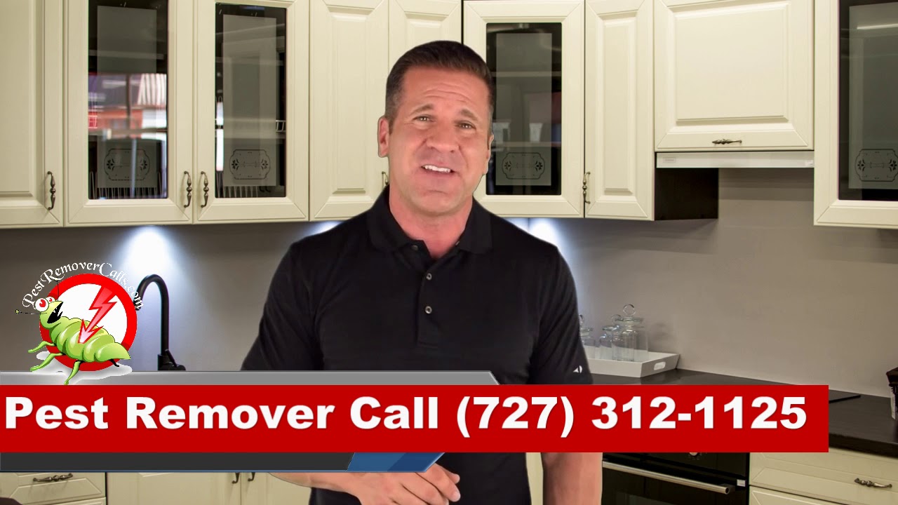 Pest Remover Dunedin FL - Dunedin FL pest & termite control remove bed bugs