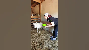 А сколько коза дает молока?