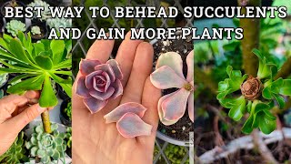 How to behead/top succulents to get more plants