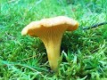 Identifying the Chanterelle, Cantharellus cibarius, Golden Chanterelle, Girolle