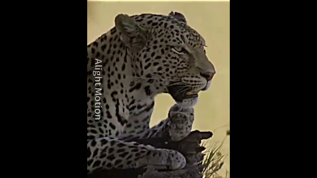 Jaguar vs leopard