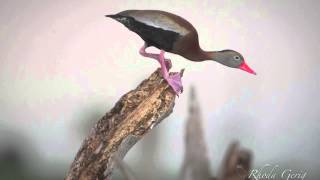 Blackbellied Whistling Ducks 6/2014