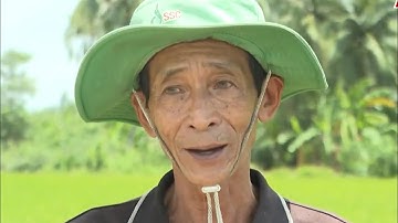 Đồng Tháp lan tỏa mô hình luá chất lượng cao