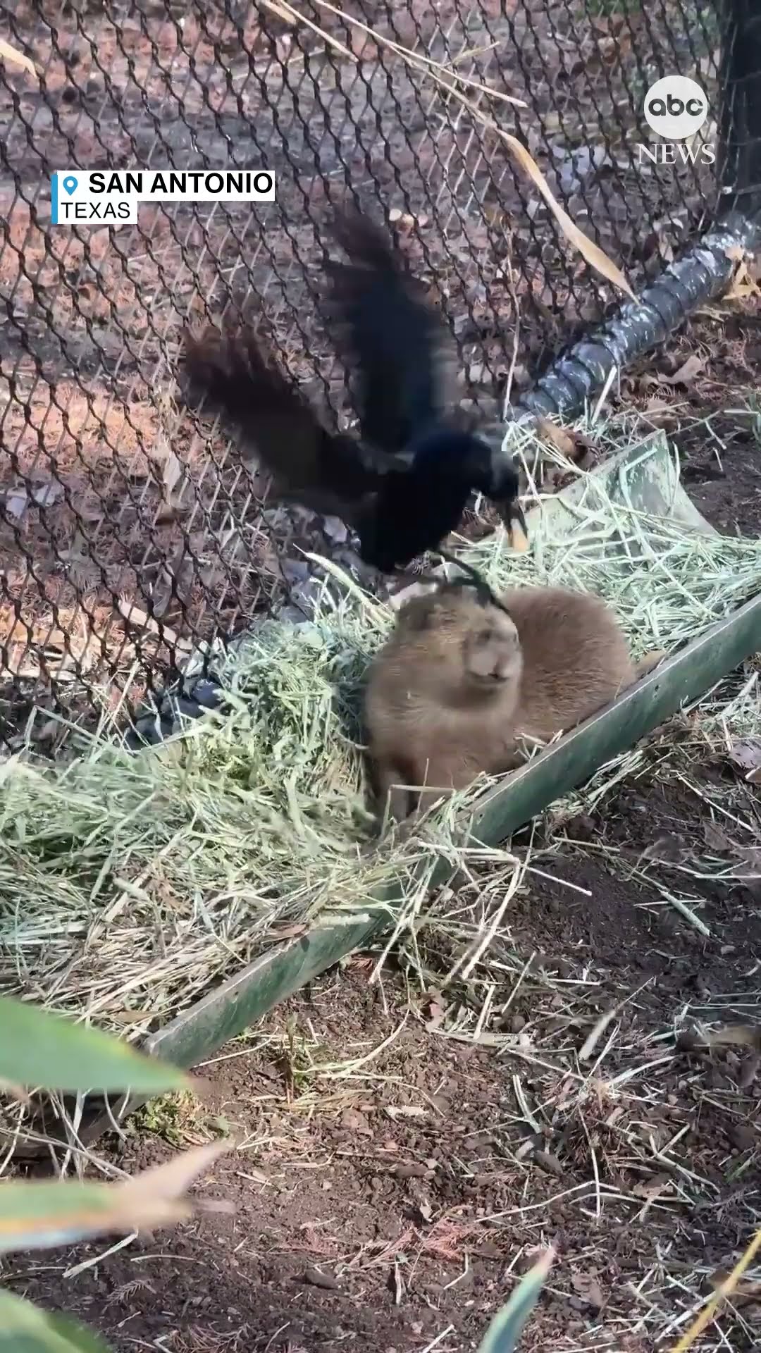 'Rude awakening' for a sleeping baby capybara