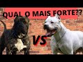 PRESA CANARIO VS DOGO ARGENTINO の動画、YouTube動画。
