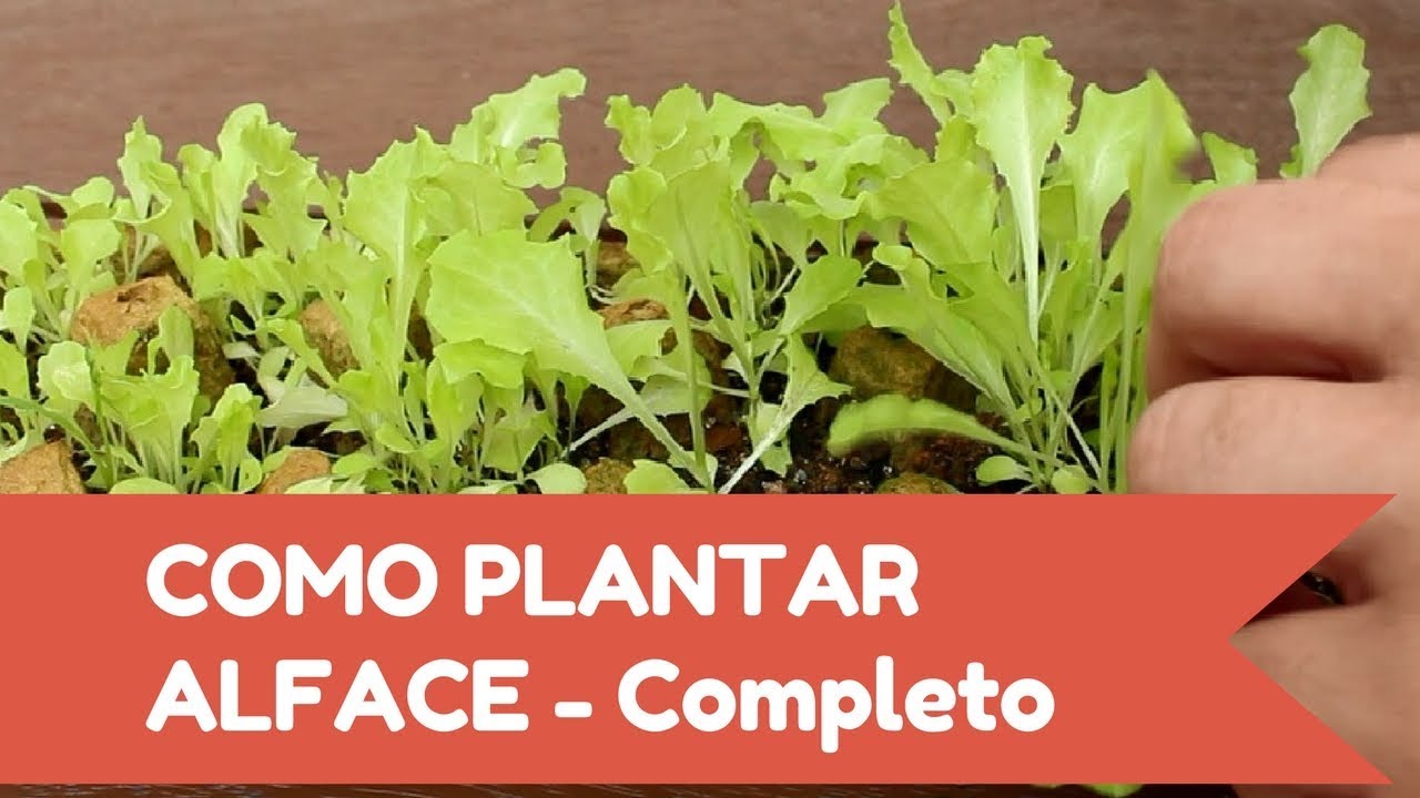 Lua Para Plantar Alface - RETOEDU