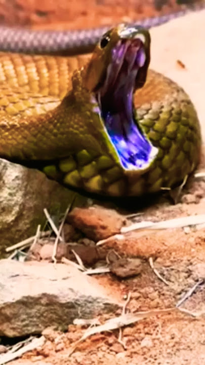full video here:https://youtu.be/h94itAIKuPc?si=9VMiCernLWHeJqji