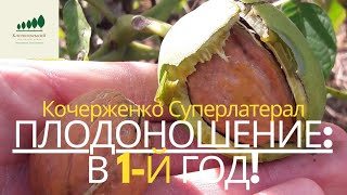 #1: Грецкий орех Кочерженко - развитие и урожай: 1-й, 2-й, 3-й год // Kocherzhenko walnut