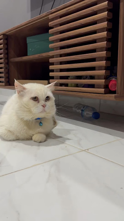 Memeng sedih nungguin abang Esklim ga lewat-lewat #cat #catvideos #kucing #kucingpersia #kucingputih