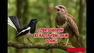 Coba suara elang ke burung KACER pasti on ply