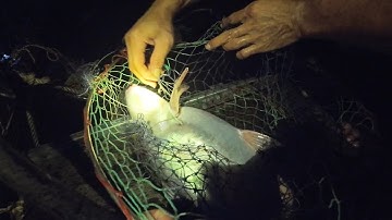 Chia Sẻ Hành Trình Câu Đêm Cá Tra Ngoài Bè Ở Sông Mekong