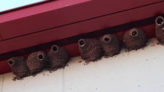 Cliff Swallows Nesting in Glorieta, New Mexico